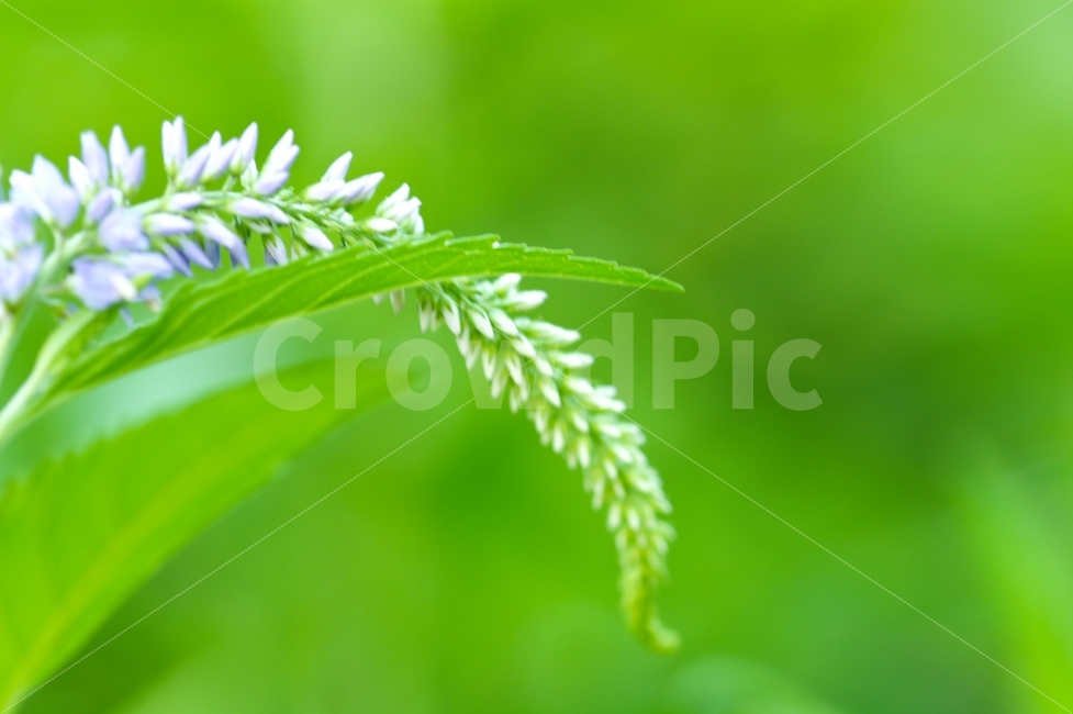 식물,감성,색감,녹색,흰꽃,상큼함,식물,자연,plants,nature,꽃,flower
