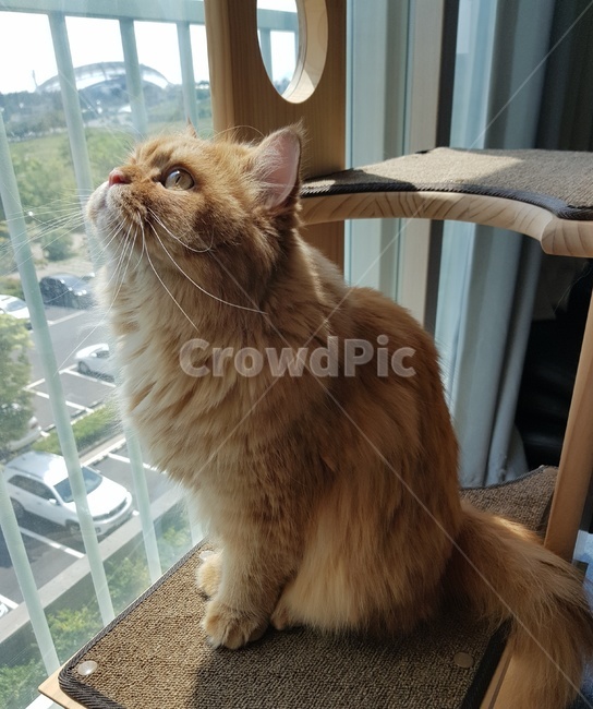 고양이,일광욕,사랑스런,귀여운,반려묘