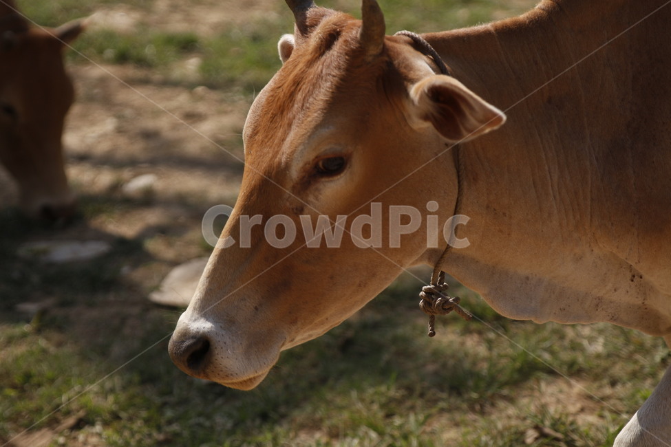 소,동물,라오스,들소,황소,동물,animal,포유류,mammal