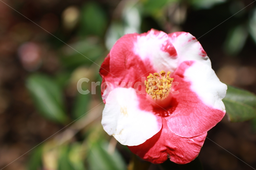 꽃,봄,꽃잎,flower,동백,동백꽃,식물,자연,화단,수목원,garden