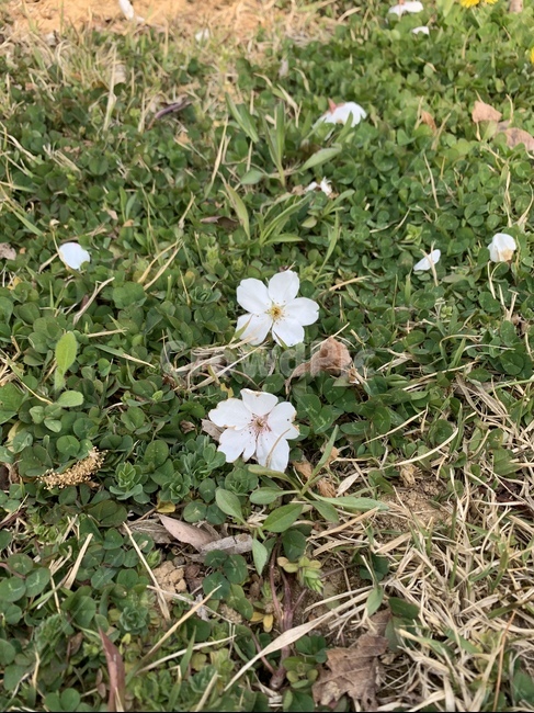 식물,blossom,벚꽃,꽃,강아지풀,flower