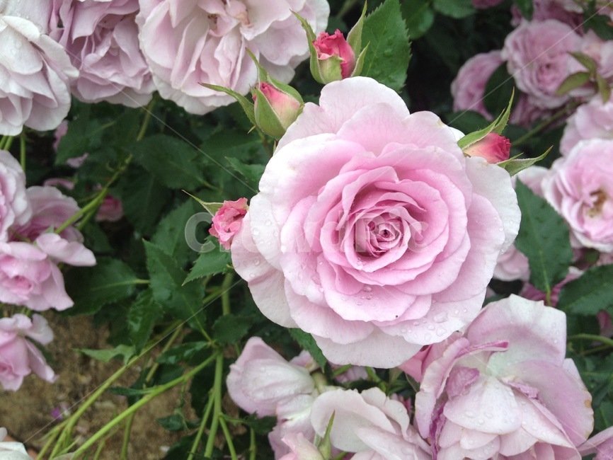 plant,blossom,식물,rose,장미,flower,꽃