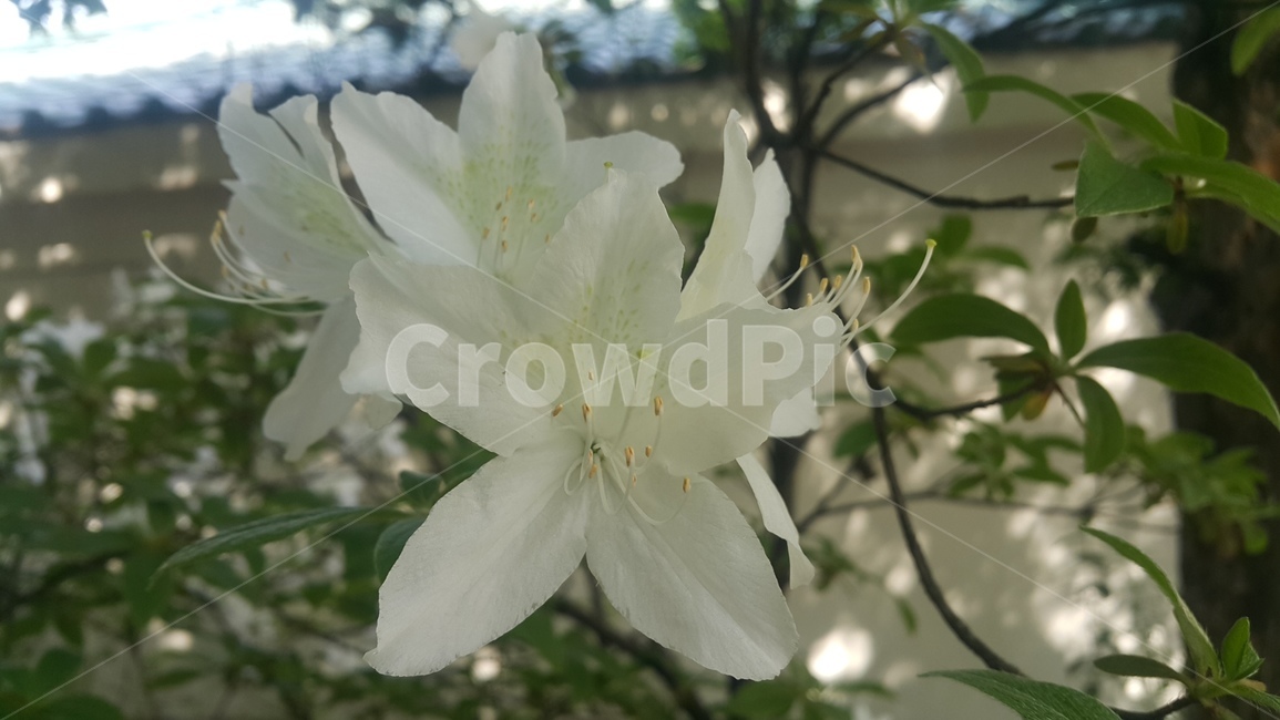 하얀꽃,철쭉,꽃,봄꽃,하얀철쭉,식물,flower