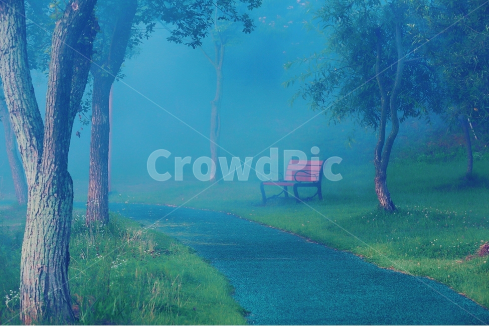 새벽,안개,여름,나무,의자,자연,풍경,nature,landscape