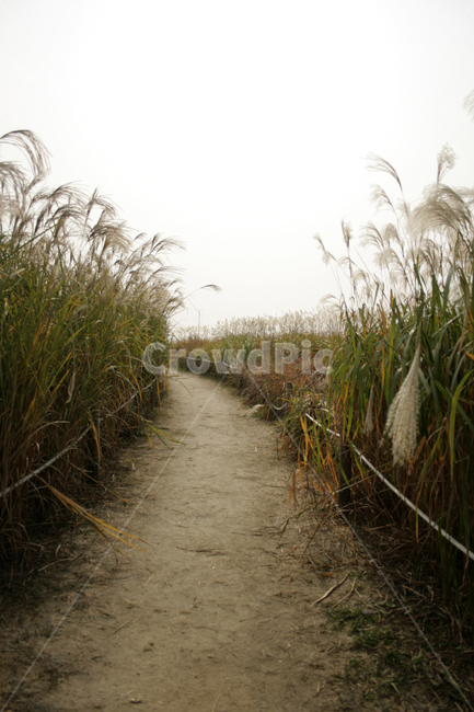 길,억새,억새밭,가을,풍경,가을,계절,fall,autumn,season,자연,풍경,nature,landscape,grass,잔디,plant,식물,lawn,ditch,도랑