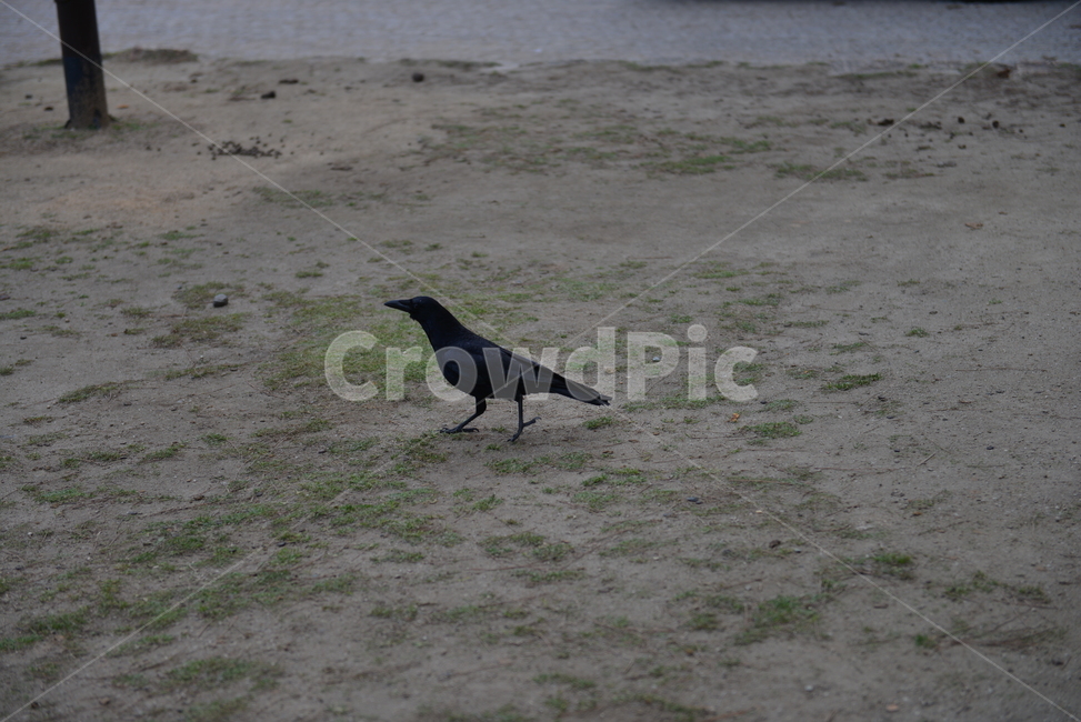 까마귀,새,animal,동물,bird,동물,animal,조류,새,birds