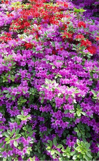 꽃,blossom,flower,제라늄,geranium