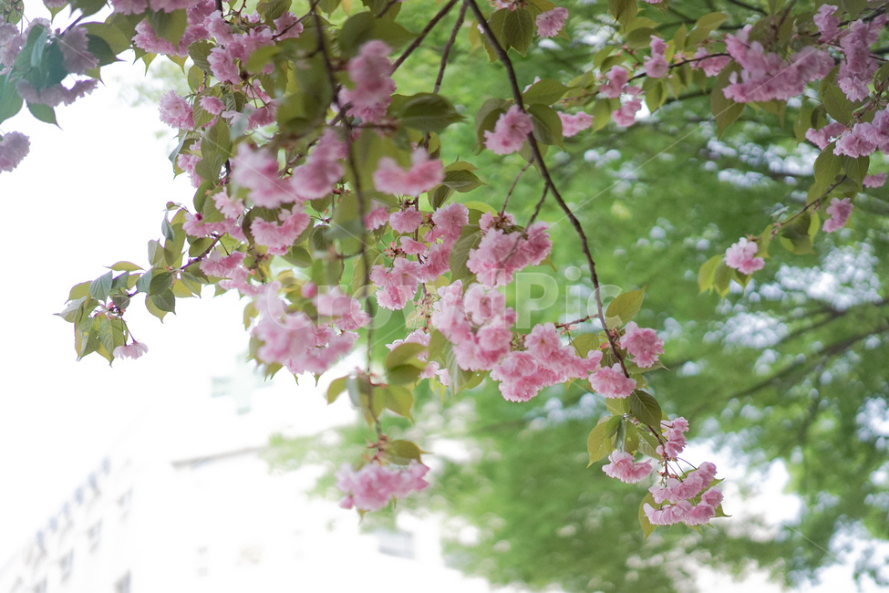 겹벚꽃,벚꽃,사쿠라,봄꽃,분홍꽃,spring,봄,계절,spring,season,식물,자연,plants,nature,꽃,flower,plant,blossom