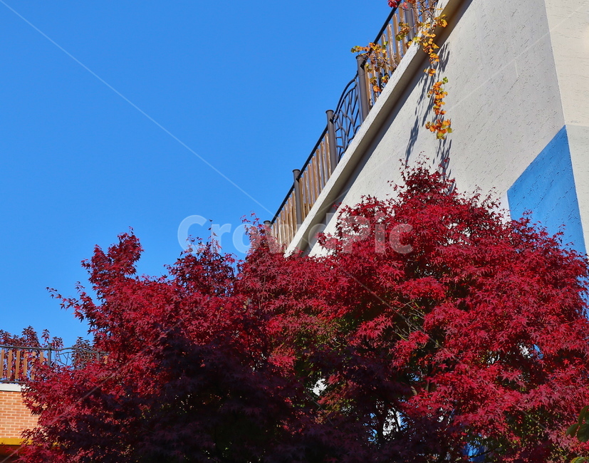 나무,단풍,가을,계절,tree,가을,계절,fall,autumn,season,식물,자연,plants,nature,나무,trees,wood,plant,maple,leaf,잎