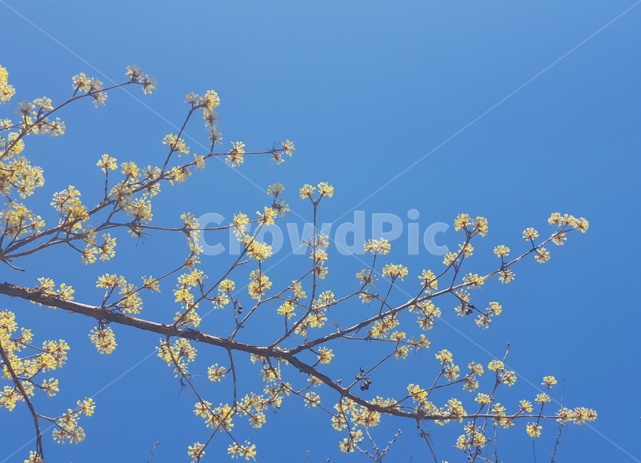 plant,식물,yellow,flower,blossom,꽃,하늘,sky
