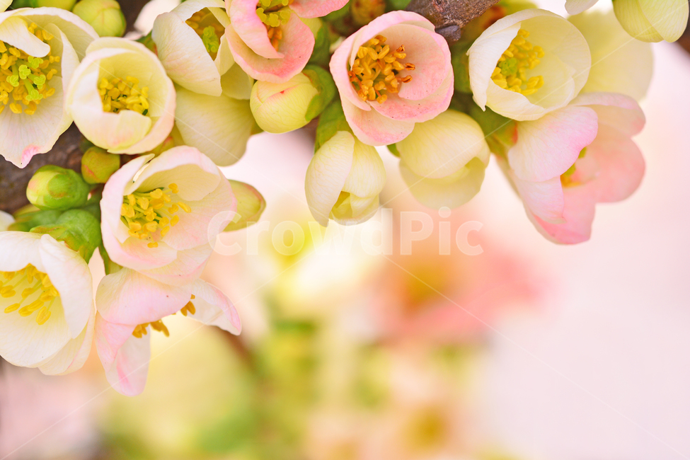 봄꽃,명자꽃,명자나무,꽃,분홍색꽃,핑크색,4월,5월,flowers,분위기,감성,필,화사한,아름다운,우아한,beautiful,엘레강스,elegance,연분홍색,나무꽃,관목,느낌,배경,바탕,백그라운드,background,보케,빛망울,접사,마크로,클로즈업,macro,봄,계절,spring,season,식물,자연,plants,nature,꽃,flower,plant