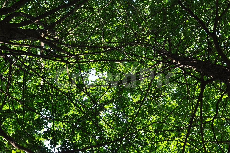 하늘,나무,그늘,하늘그늘,자연,자연,풍경,nature,landscape,여름,계절,summer,season,휴식,힐링,rest,relaxation,healing,plant,식물,tree