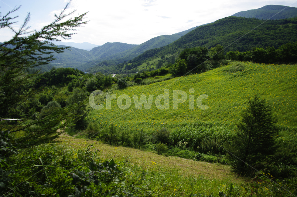 풍경,나무,산,식물,꽃밭,자연,풍경,nature,landscape,outdoors,옥외