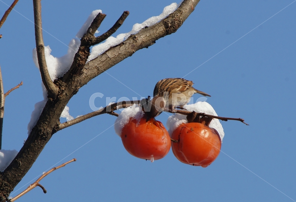 참새,홍시,조류,겨울,새,겨울,계절,winter,season,동물,animal,조류,새,birds,음식,식재료,요리,food,cook,meal,dishes,food reserves,과일,열매,fruit