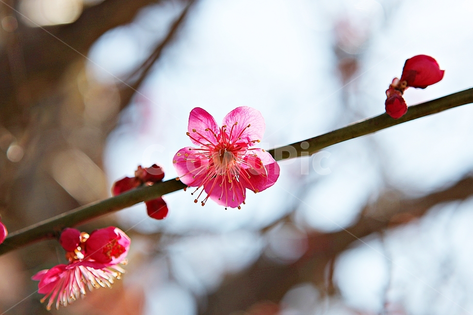 홍매화,매화,꽃,봄꽃,붉은꽃,식물,자연,봄,봄,계절,spring,season