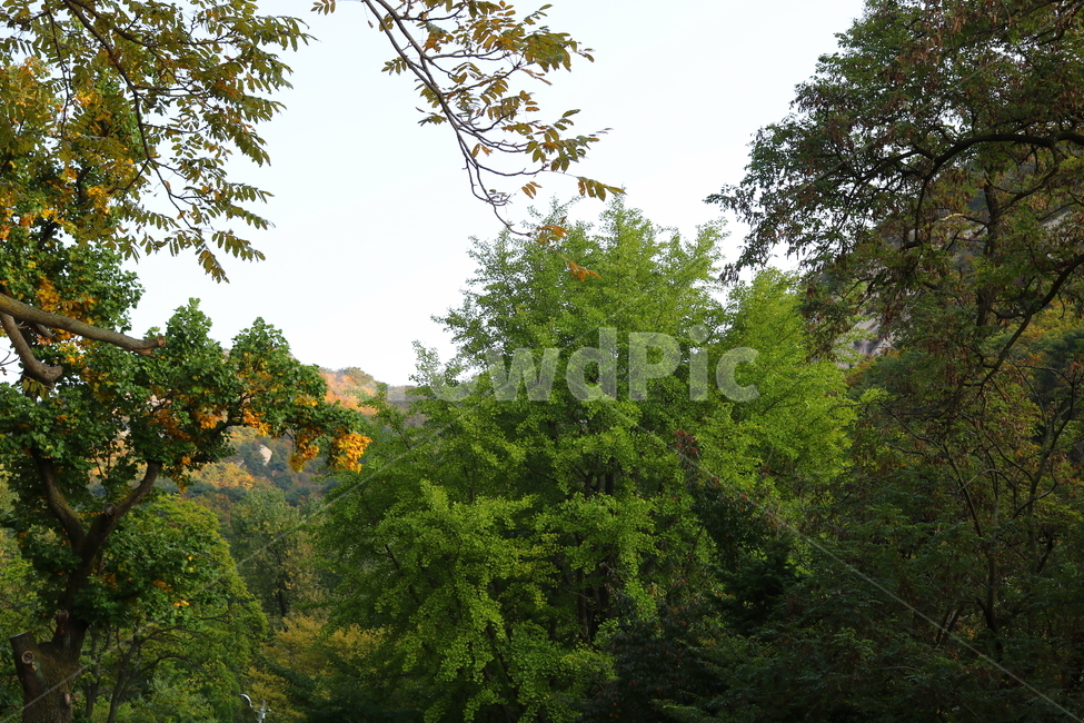 산,북한산,나무,식물,자연,풍경,등산로,산책로,공원,국립공원,북한산국립공원,은행나무,나뭇잎,소나무,자연,풍경,nature,landscape