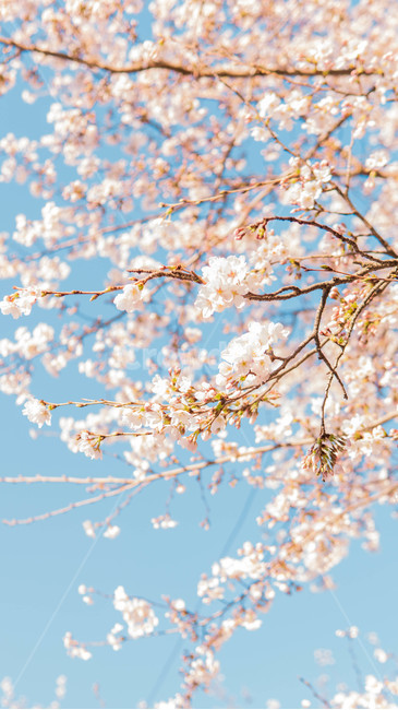 sky,spring,Cherry Blossom,warmth,color,refreshing,spring feeling,flower
