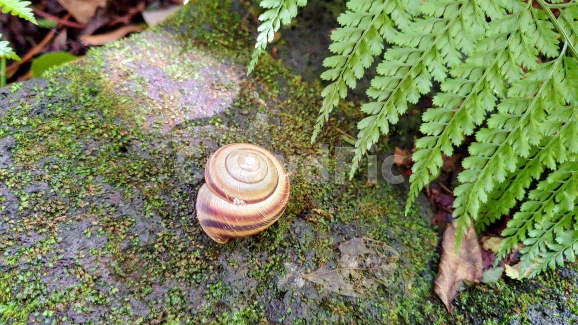 달팽이,연체동물,snail,greatsnail,caracol,자연,nature,forest,숲생태,동물,animal
