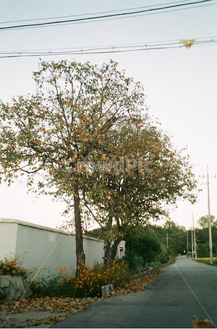 감나무,가을,나무,필름카메라,필름사진,가을,계절,fall,autumn,season,자연,풍경,nature,landscape,tree,plant,식물