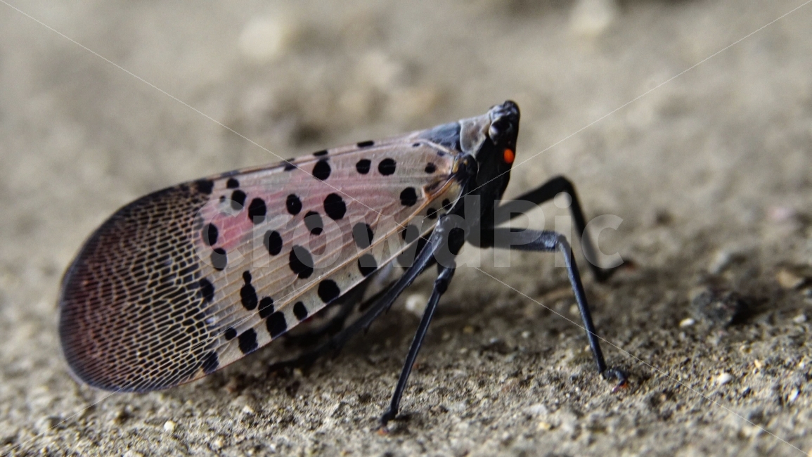 중국산꽃매미,꽃매미,매미,곤충,벌레,유해곤충,insect,bug,자연,nature,접사,macro,매크로,마크로,여름,summer,동물,animal,스냅,스냅사진,스넵,스넵사진,snap,snapshot,한국자연,한국의자연,풍경,landscape,동물,animal,곤충,벌레,insect,bug