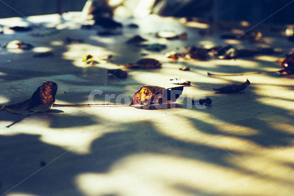 가을,낙엽,그림자,가을느낌,autumn,autumnleaves,가을낙엽,따듯함,가을,계절,fall,autumn,season