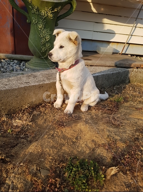 시골개,강아지,새끼강아지,믹스견,마당개,동물,animal,포유류,mammal,개,강아지,dog,doggy