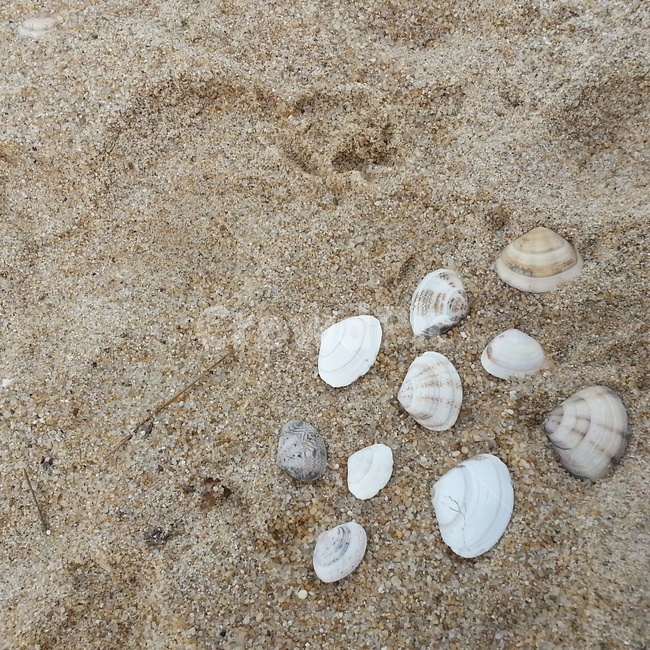 clamshell,조개껍데기,조개껍떼기,지압,모래사장,해변,바다,beach,sea