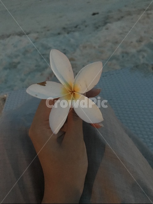 손,꽃,바다,필리핀,아름다운