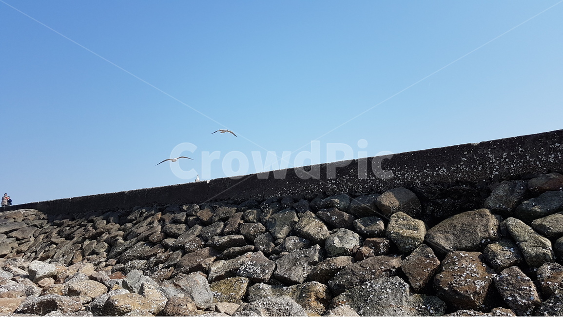 방파제,갈매기,하늘,바다,바닷가,둑길,둑,breakwater,seawall,causeway,동물,animal,조류,새,birds