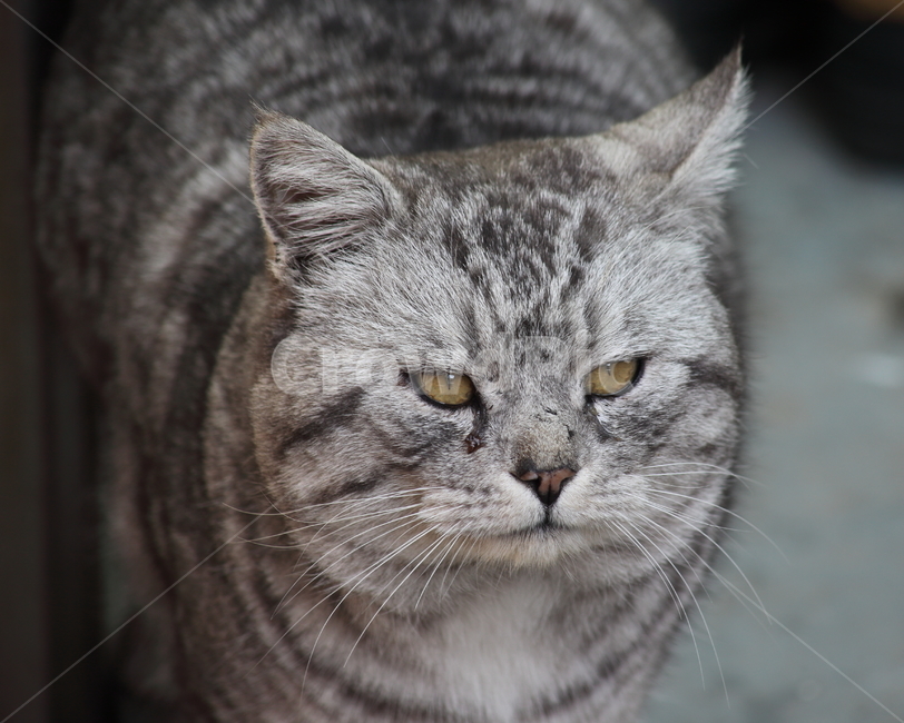 반려묘,고양이,길냥이,동물,cat,동물,animal,포유류,mammal,고양이,cat,kitten,kitty