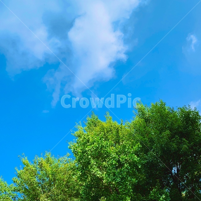 nature,자연,outdoors,옥외,sky,하늘,tree,나무,숲,풍경,자연,풍경,nature,landscape