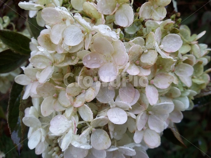 꽃,식물,flower,plant,자연,식물,자연,plants,nature