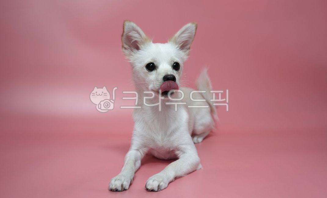 mixed dog,mixed breed dog,mixed,white dog,cute,white puppy,white,bowwow,doggy,Dog,pet,hybrid,White,puppy,animal,dog,pet dog,mammalia,sitting