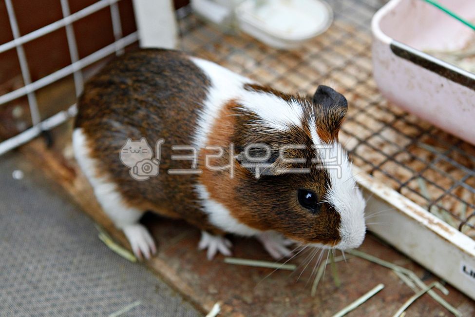 Guinea pigs,rabbits,rodents,animals,pets,small animals,domestic rabbits