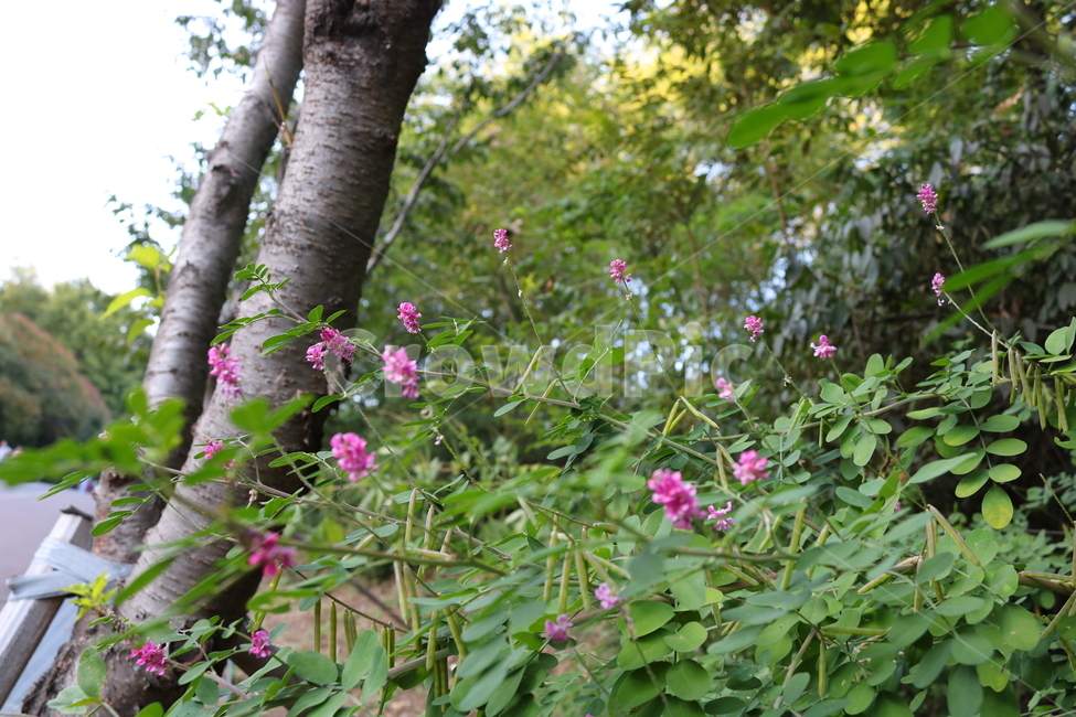 싸리나무,나무,꽃,식물,자연,풍경,콩과식물,야생화,식물,자연,plants,nature,꽃,flower