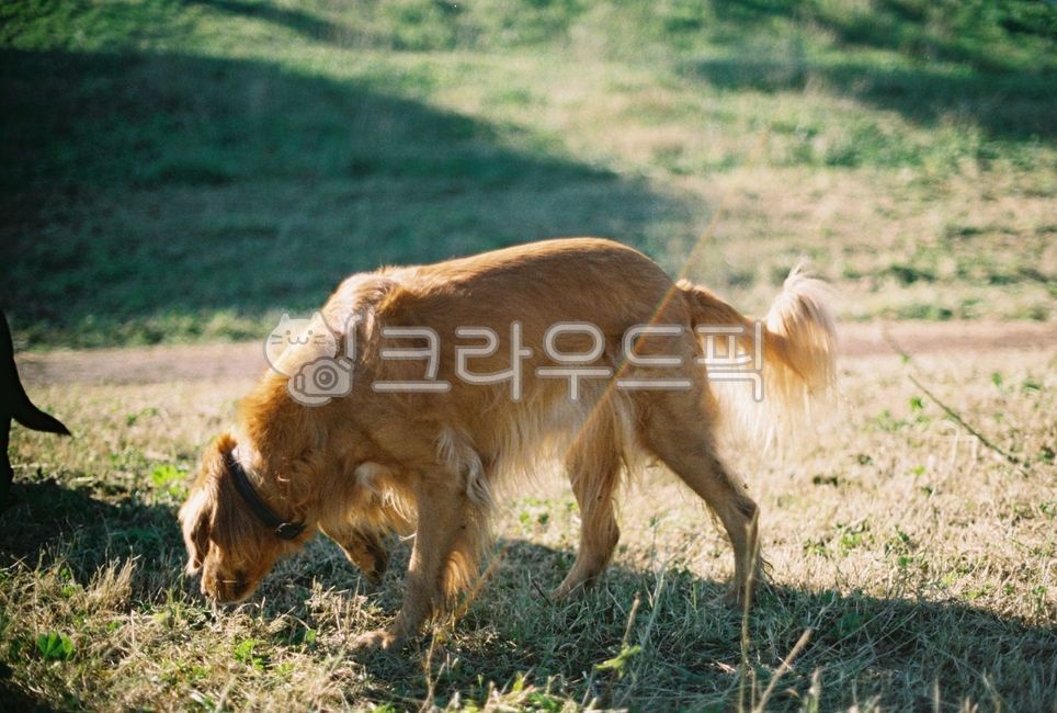 golden retriever,goldenretriever,puppy,animal,pet dog,dog,walk,park,pet
