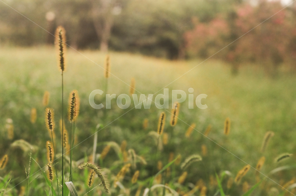 가을,강아지풀,autumn,fall,계절,season,식물,자연,plants,nature,풀,초록,녹색,풍경,landscape,감성,빈티지,아날로그,필름,필름사진,필름카메라,film,filmcamera,가을,계절,fall,autumn,season,grass,잔디,plant,lawn