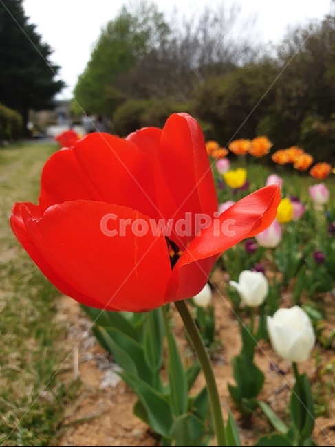 plant,식물,flower,꽃,blossom,튤립,식물,자연,plants,nature,꽃,flower