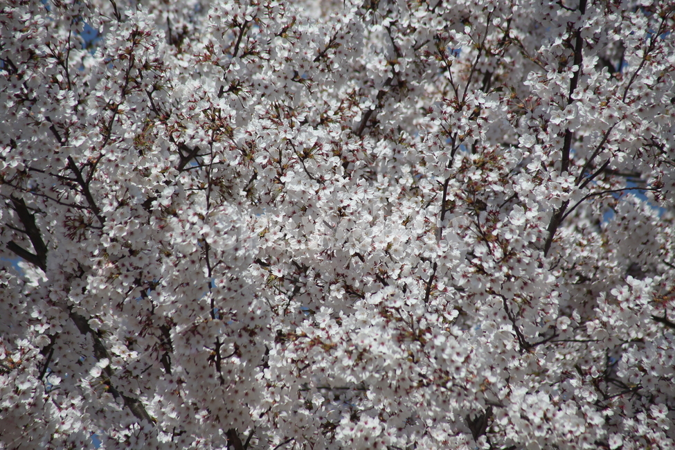 벚꽃,꽃,식물,봄,orientalcherry,벚나무,봄,계절,spring,season,식물,자연,plants,nature,꽃,flower,plant