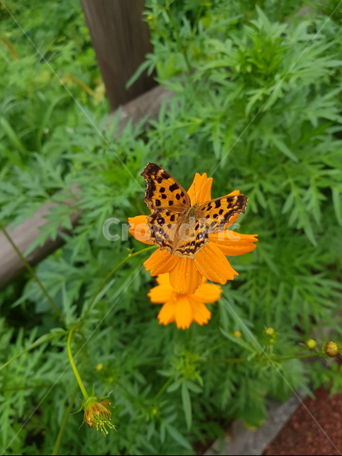 나비,네발나비,남방씨알붐나비,fourfootedbutterfly,butterfly,동물,animal,곤충,벌레,insect,bug