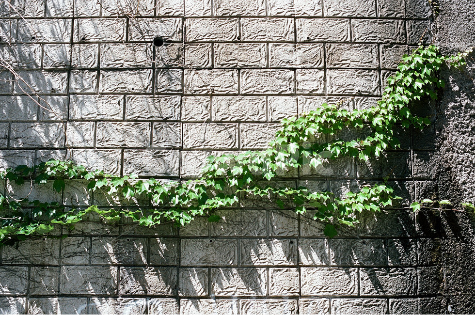 감성,감성사진,담벼락,덩쿨,덩쿨담벼락,식물,자연,plants,nature