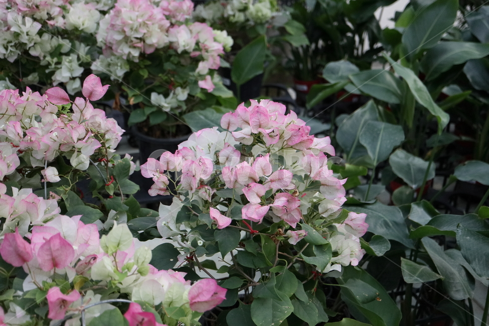 blossom,꽃,flower,plant,식물,부겐빌레아,bougainvillea,관목,핑크엔젤,부겐베리아,온실,쌍떡잎식물