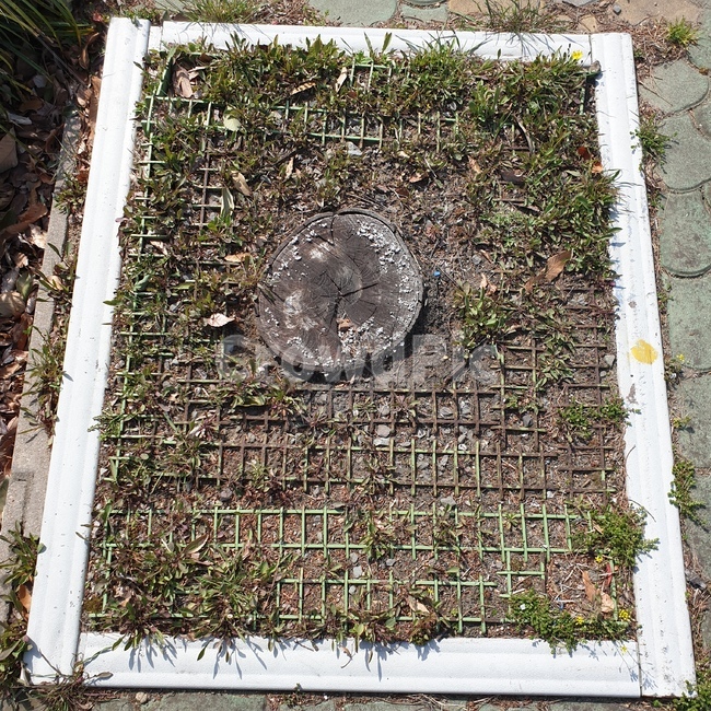 ground,바닥,nature,felling,벌목
