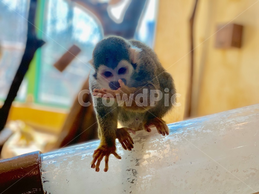 animal,동물,monkey,원숭이,wildlife,야생동물,포유류,동물원,zoo,사육,trial,나무,tree