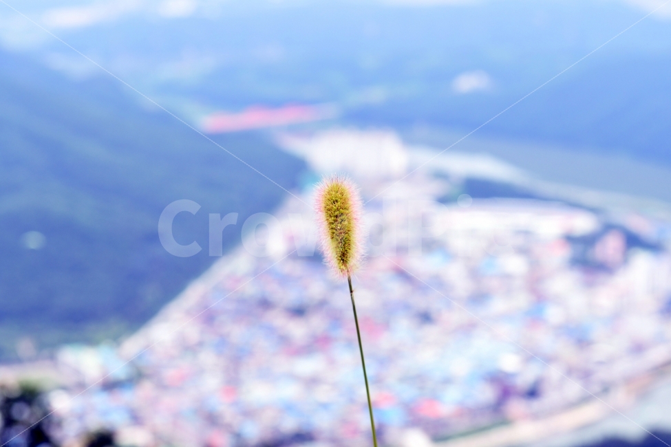 강아지풀,단양,가을,가을하늘,풀,외로움,풍경,가을풍경,식물,자연,plants,nature,감성,sensible,feeling