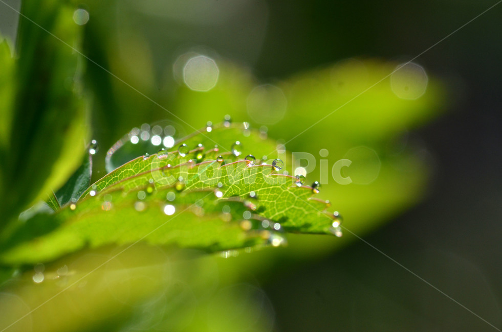 짤레,물방울,새싹,봄,야생화,식물,자연,plants,nature