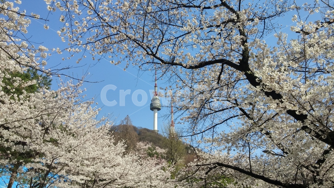plant,식물,architecture,건축물,tower,building,건물,blossom,꽃