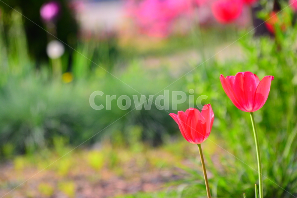 서울숲,튤립,봄꽃,tulip,봄이미지,봄날,spring,튤립축제,구근식물,flowers,식물,아름다운,공원,꽃축제,배경,바탕,beautiful,예쁜,화려한,가든,화단,정원,garden,봄,계절,spring,season,식물,자연,plants,nature,꽃,flower,색깔,색상,색채,색감,color sense,color sensitivity,feeling of color,plant
