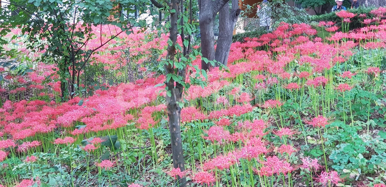 꽃무릇,꽃,식물,plant,상사화