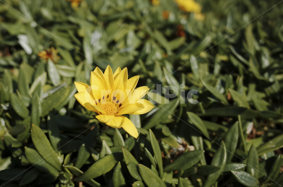 꽃,blossom,flower,노란꽃,노란,yellow,들꽃,plant,식물